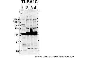 Image no. 1 for anti-Tubulin, alpha 1c (TUBA1C) (C-Term) antibody (ABIN2788514)