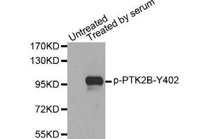 Image no. 1 for anti-PTK2B Protein tyrosine Kinase 2 beta (PTK2B) (pTyr402) antibody (ABIN3019827)