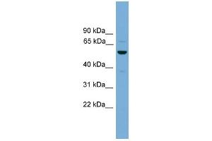 Image no. 1 for anti-Ankyrin Repeat, SAM and Basic Leucine Zipper Domain Containing 1 (ASZ1) (Middle Region) antibody (ABIN633152)