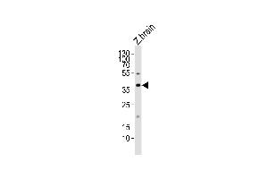 MAB21L2 antibody  (AA 185-219)