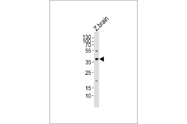 MAB21L2 antibody  (AA 185-219)
