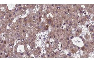 Image no. 4 for anti-Cholinergic Receptor, Muscarinic 5 (CHRM5) antibody (ABIN6260821)