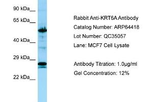 Image no. 1 for anti-Keratin 6A (KRT6A) (C-Term) antibody (ABIN2774397)