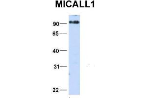 Image no. 3 for anti-MICAL-Like 1 (MICALL1) (N-Term) antibody (ABIN2784573)