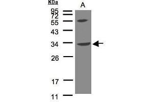 Image no. 1 for anti-Vacuolar Protein Sorting 37C (VPS37C) (N-Term) antibody (ABIN2856560)