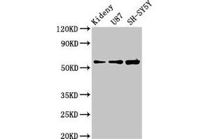 KCNAB1 antibody  (AA 287-401)