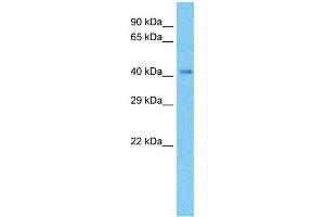 Image no. 3 for anti-NADH Dehydrogenase (Ubiquinone) Flavoprotein 1, 51kDa (NDUFV1) (N-Term) antibody (ABIN2783327)