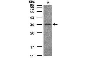 WB Image Sample(30 μg of whole cell lysate) A:Hep G2, 12% SDS PAGE antibody diluted at 1:500
