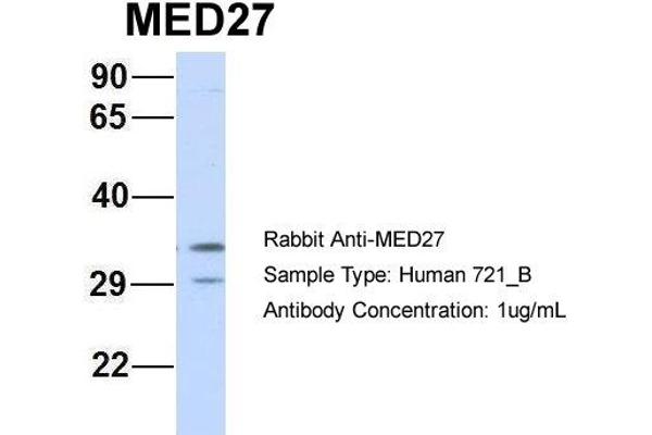 MED27 antibody  (Middle Region)