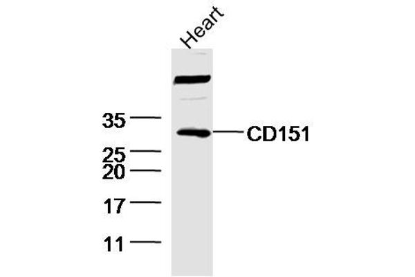 CD151 Antikörper  (AA 101-200)
