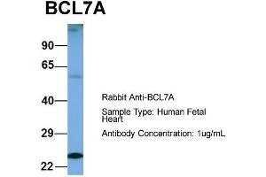 Image no. 1 for anti-B-Cell CLL/lymphoma 7A (BCL7A) (Middle Region) antibody (ABIN2787251)