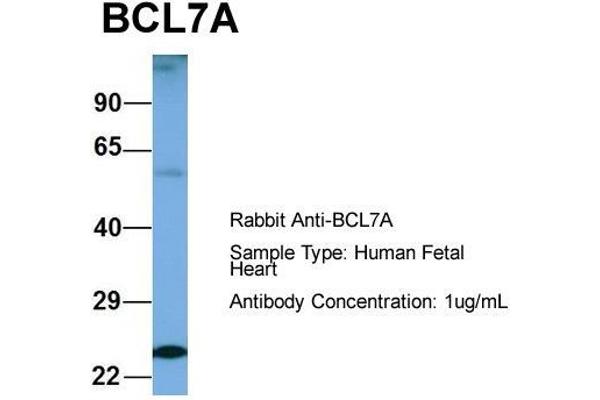 BCL7A Antikörper  (Middle Region)