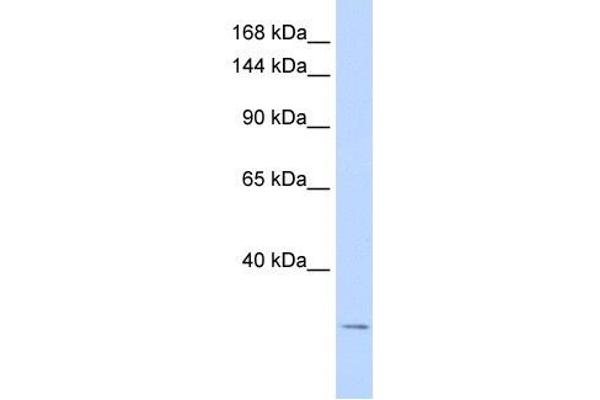 anti-Potassium Channel Subfamily K Member 6 (KCNK6) (N-Term) antibody