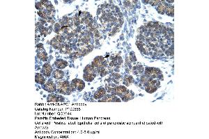 Image no. 1 for anti-Small Nuclear RNA Activating Complex, Polypeptide 1, 43kDa (SNAPC1) (C-Term) antibody (ABIN2792633)