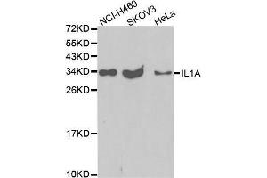 Image no. 1 for anti-Interleukin 1 alpha (IL1A) antibody (ABIN3023109)