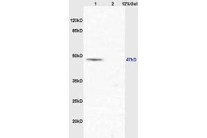Image no. 2 for anti-Eukaryotic Translation Initiation Factor 5 (EIF5) (AA 331-431) antibody (ABIN1387374)