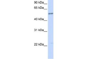 Image no. 1 for anti-Interleukin 1 Receptor-Like 1 (IL1RL1) (N-Term) antibody (ABIN2782880)