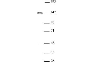 Image no. 1 for anti-Sal-Like 4 (SALL4) (N-Term) antibody (ABIN6972661)
