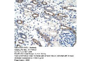 anti-Ovo-Like 1 (OVOL1) (C-Term) antibody