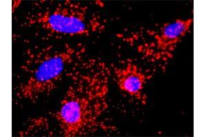 Image no. 2 for anti-Cell Division Cycle 20 Homolog (S. Cerevisiae) (CDC20) (AA 1-499) antibody (ABIN514245)