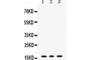 Image no. 1 for anti-Microsomal Glutathione S-Transferase 1 (MGST1) (AA 42-75), (N-Term) antibody (ABIN3042364)