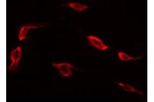 Image no. 2 for anti-Mitochondrial Ribosomal Protein L41 (MRPL41) antibody (ABIN6264202)