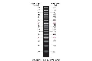 Agarose Gel Electrophoresis (AGE) image for ExcelBand™ 50 bp DNA Ladder (ABIN5662605)