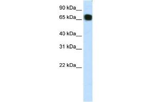 Image no. 1 for anti-Zinc Finger Protein 64 (ZFP64) (C-Term) antibody (ABIN2781054)