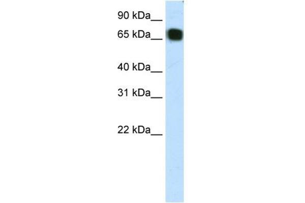 ZFP64 antibody  (C-Term)