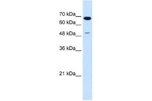 Image no. 4 for anti-Premelanosome Protein (PMEL) (N-Term) antibody (ABIN2782746)