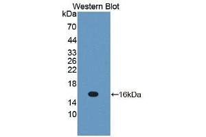 Image no. 1 for anti-Interleukin 13 (IL13) (AA 22-131) antibody (ABIN1868584)