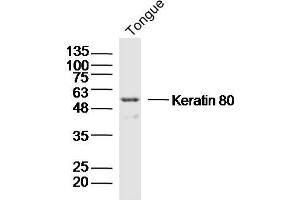 Image no. 1 for anti-Keratin 80 (KRT80) (AA 101-200) antibody (ABIN5675740)