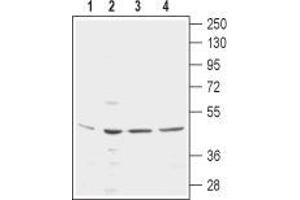 anti-Potassium Intermediate/small Conductance Calcium-Activated Channel, Subfamily N, Member 4 (KCNN4) (3rd Extracellular Loop), (Extracellular Loop) antibody