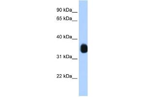 Image no. 1 for anti-MAX-Like Protein X (MLX) (N-Term) antibody (ABIN2778545)