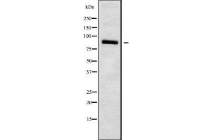 Image no. 1 for anti-Hyperpolarization Activated Cyclic Nucleotide-Gated Potassium Channel 3 (HCN3) (C-Term) antibody (ABIN6262169)
