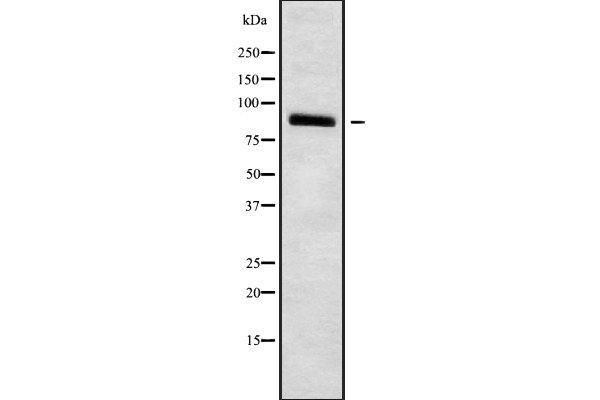 HCN3 Antikörper  (C-Term)