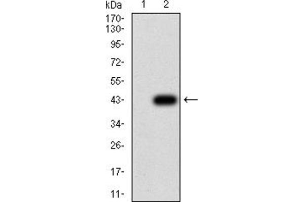 anti-Transcription Factor AP-2 gamma (Activating Enhancer Binding Protein 2 Gamma) (TFAP2C) (AA 341-450) antibody