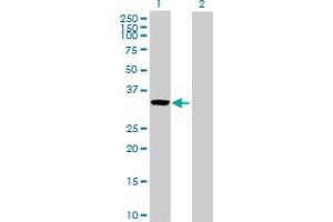 Western Blot analysis of CCL27 expression in transfected 293T cell line by CCL27 MaxPab polyclonal antibody.