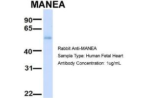 Image no. 2 for anti-Mannosidase, Endo-alpha (MANEA) (Middle Region) antibody (ABIN2783932)