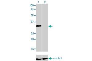 Image no. 2 for anti-Homeobox C4 (HOXC4) (AA 160-264) antibody (ABIN561336)
