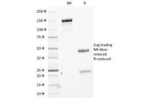 Image no. 1 for anti-Keratin Basic antibody (ABIN3023844)