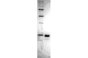 SDS-PAGE (SDS) image for Lambda Protein Phosphatase (ABIN2451908)