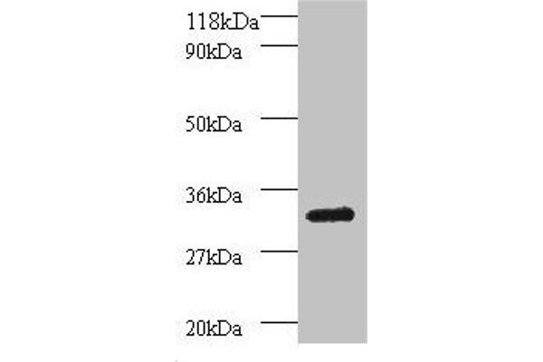PSMB7 antibody  (AA 44-275)
