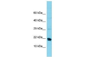 Image no. 1 for anti-Mitochondrial Ribosomal Protein S25 (MRPS25) (C-Term) antibody (ABIN2791676)