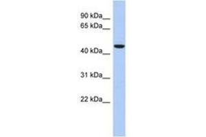 Image no. 1 for anti-Zinc Finger Protein 566 (ZNF566) (AA 143-192) antibody (ABIN6742647)