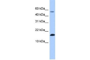 Image no. 1 for anti-Lysozyme-Like 6 (LYZL6) (N-Term) antibody (ABIN2785554)