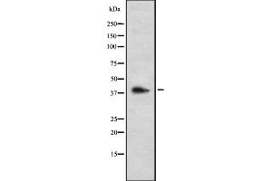 Western blot analysis GALR3 using K562 whole cell lysates