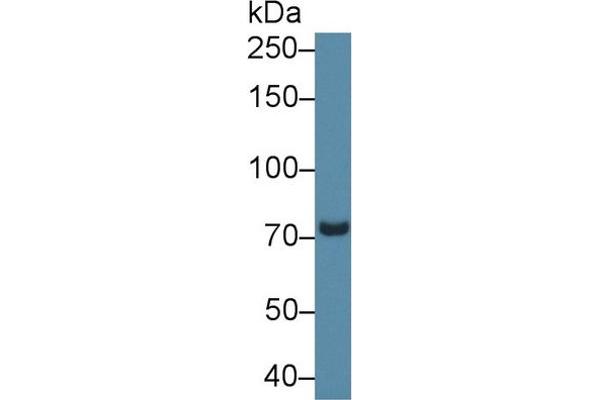 PDE4B Antikörper  (AA 500-736)