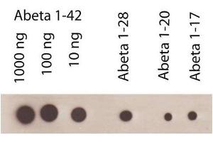 Image no. 1 for anti-Amyloid beta 1-42 (Abeta 1-42) antibody (ABIN334635)