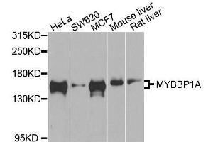 Image no. 2 for anti-Myb-Binding Protein 1A (MYBBP1A) antibody (ABIN1680938)